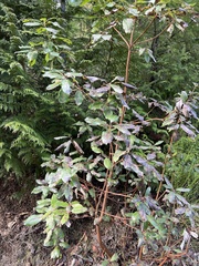 Phacidiopycnis washingtonensis