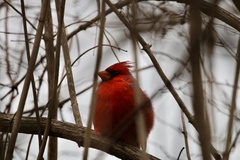 Cardinalis cardinalis