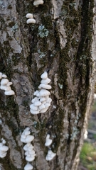 Schizophyllum commune