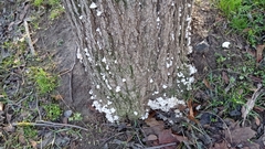 Schizophyllum commune