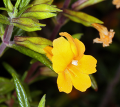 Diplacus aurantiacus