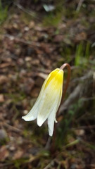 Erythronium