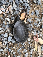 Emydura macquarii