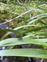 Empidoidea