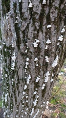 Schizophyllum commune