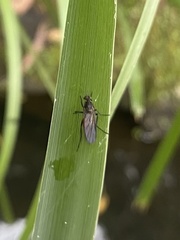 Empidoidea