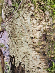 Alnus rubra