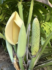 Monstera deliciosa image