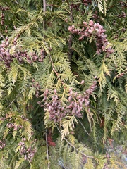 Thuja plicata