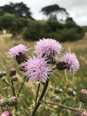 Cirsium arvense