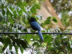 Cyanocorax melanocyaneus