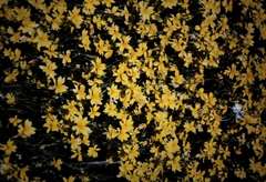 Goodenia pinnatifida