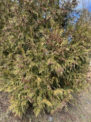 Thuja plicata