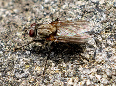 Leucophora