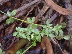 Galium trifidum