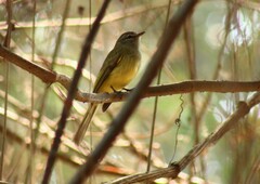Myiopagis viridicata