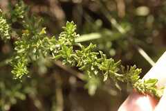 Baccharis pteronioides