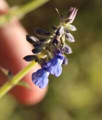 Salvia lavanduloides