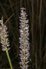 Salvia lavanduloides