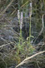 Salvia lavanduloides