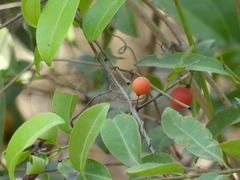 Salacia chinensis