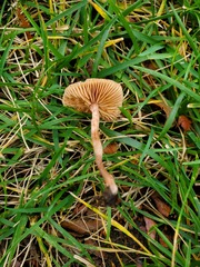 Agrocybe pediades