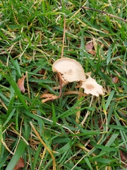 Agrocybe pediades