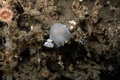 Doriopsilla spaldingi