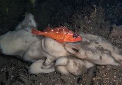 Sebastes constellatus