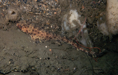 Swell Shark photo 3