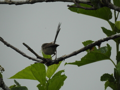 Malurus