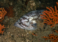Sebastes mystinus
