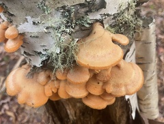 Phyllotopsis nidulans