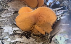 Phyllotopsis nidulans