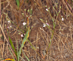 Hesperolinon congestum