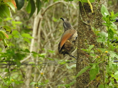 Ptiloris paradiseus