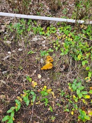 Omphalotus olivascens