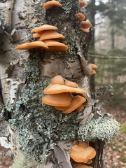 Phyllotopsis nidulans