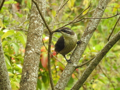 Ptiloris paradiseus