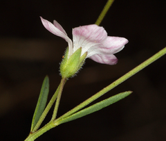 Hesperolinon congestum