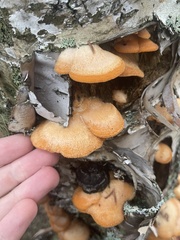 Phyllotopsis nidulans