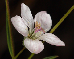 Hesperolinon congestum