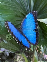 Morpho menelaus