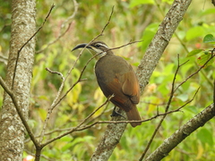 Ptiloris paradiseus