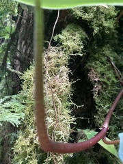 Peperomia hernandiifolia