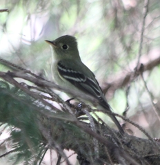 Empidonax traillii