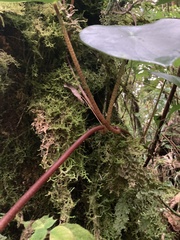 Peperomia hernandiifolia