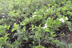 Osteomeles anthyllidifolia