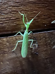 Photiomantis