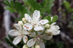 Osteomeles anthyllidifolia